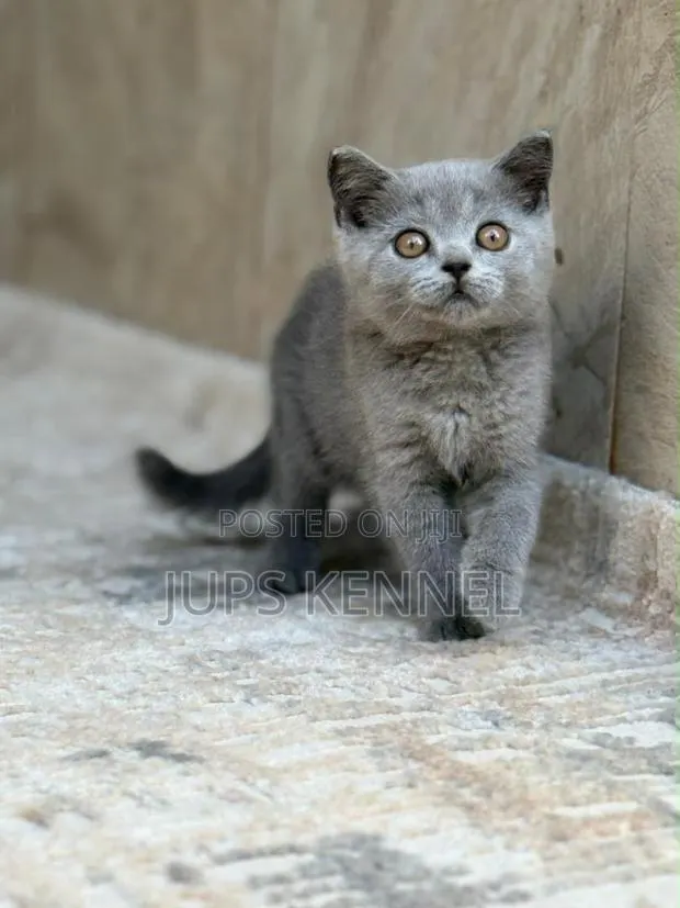 1-3 months Male Purebred British Shorthair · Photo 1