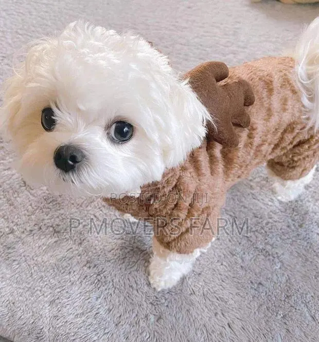 1-3 months Male Purebred Maltese · Photo 1