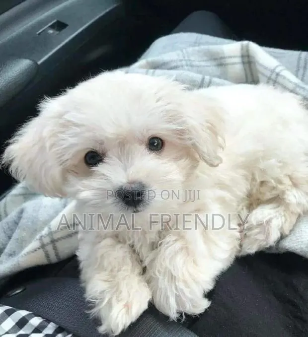 1-3 months Male Purebred Poodle · Photo 1