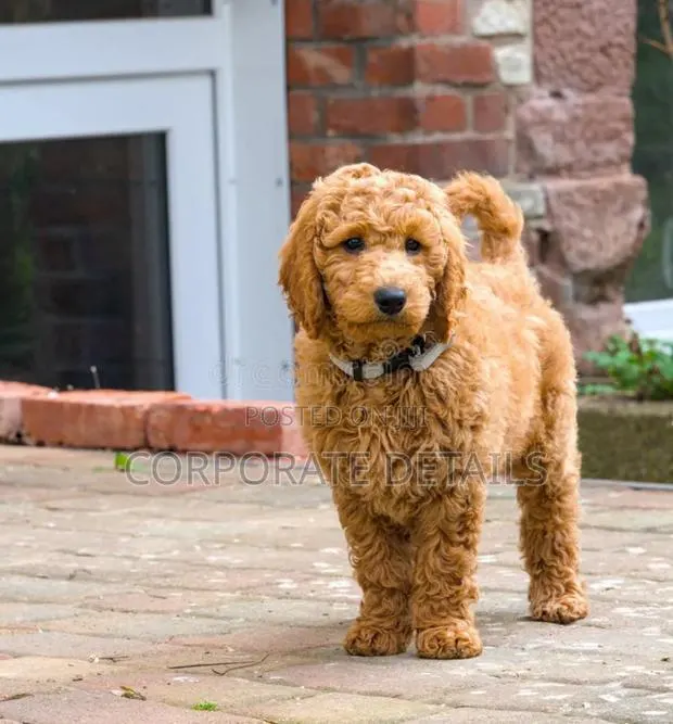 3-6 months Male Purebred Poodle · Photo 1