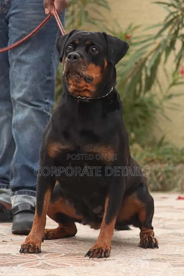 1+ year Male Purebred Rottweiler · Photo 1