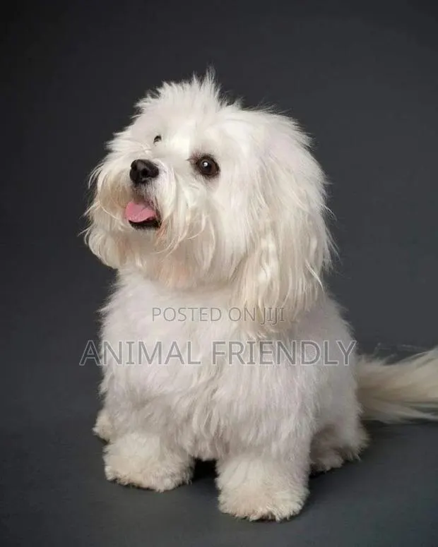 1-3 months Male Purebred Poodle · Photo 1