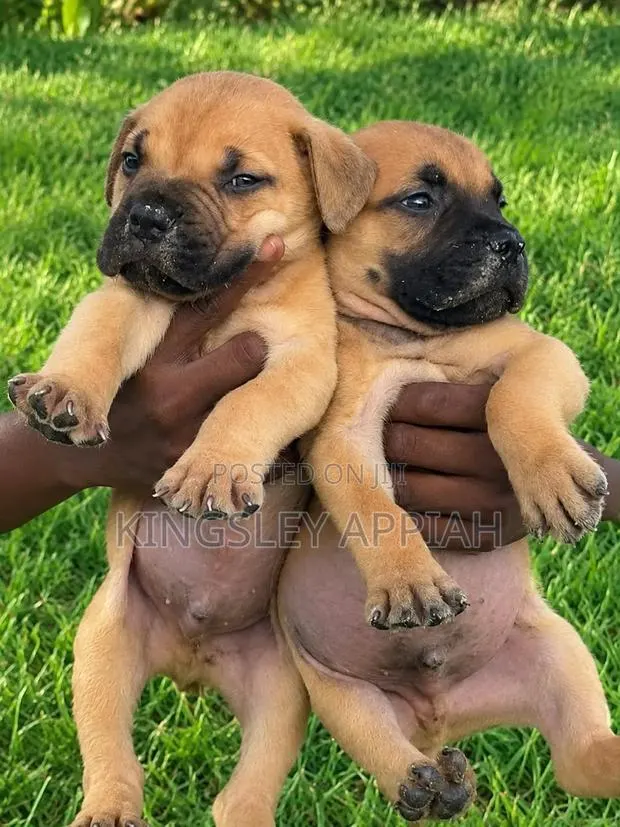 1-3 months Female Purebred Boerboel · Photo 1
