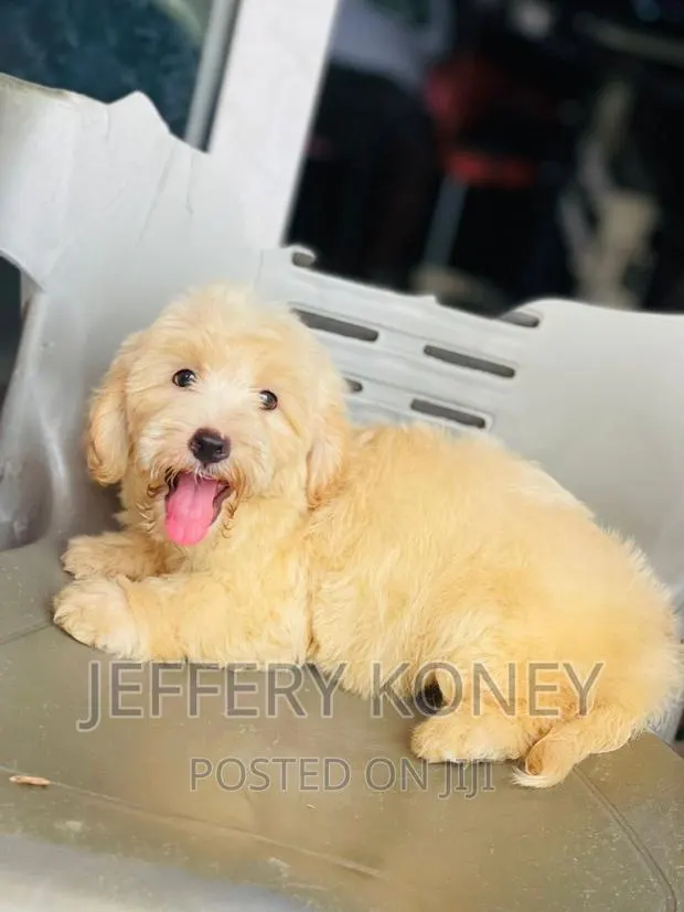 1-3 months Male Purebred Poodle · Photo 1