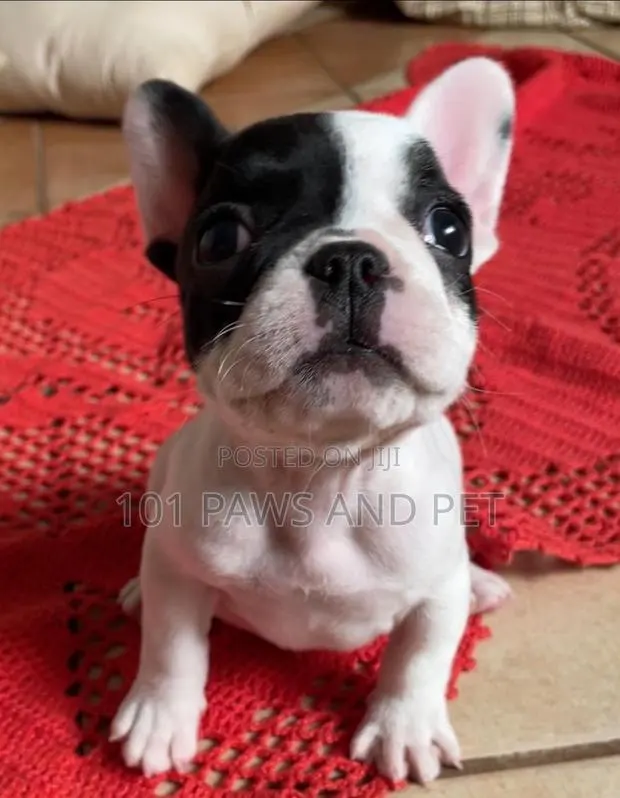 1-3 months Male Purebred French Bulldog · Photo 1