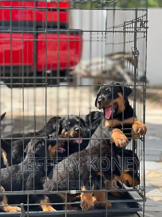 1-3 months Male Purebred Rottweiler · Photo 1