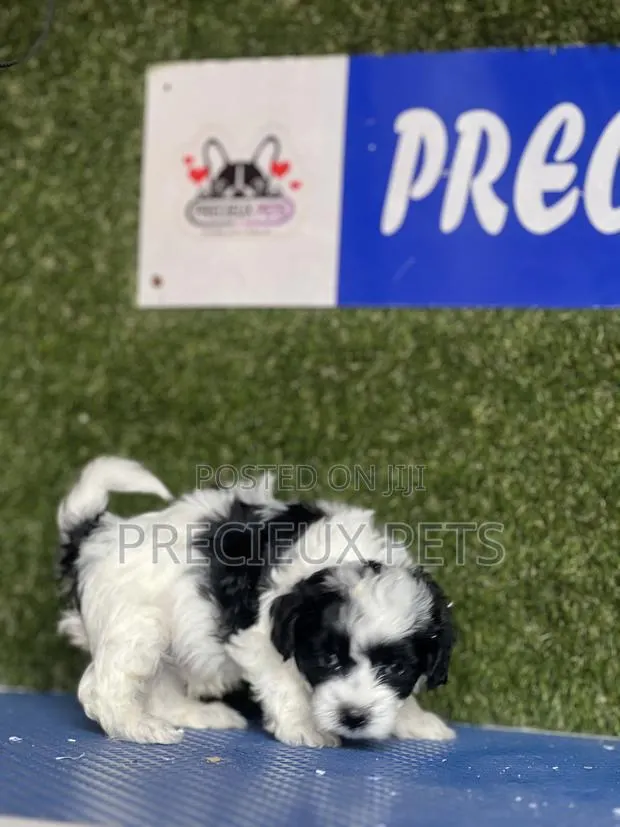 1-3 months Male Purebred Poodle · Photo 1