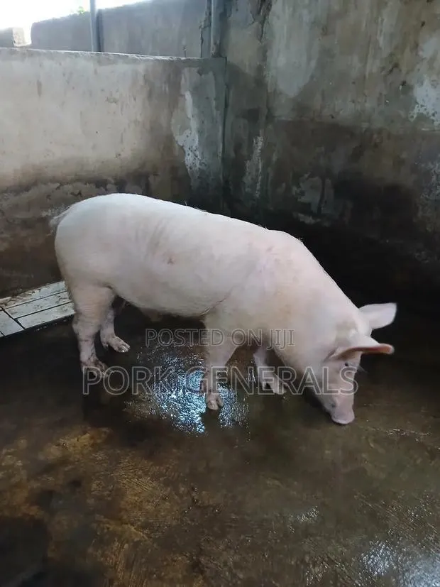Healthy Fresh Pork Available · Photo 4