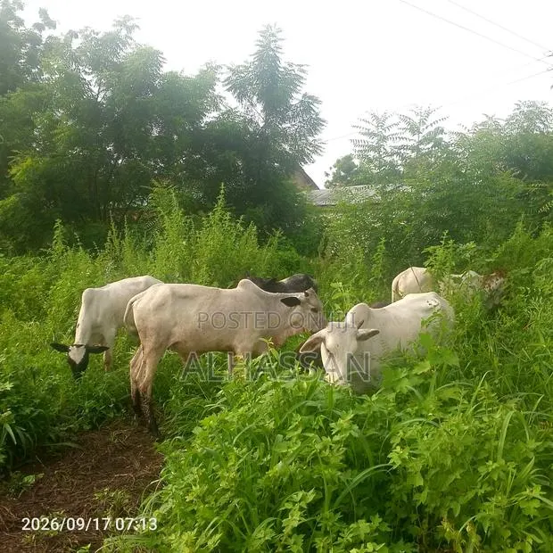 Alhassan Farms · Photo 1