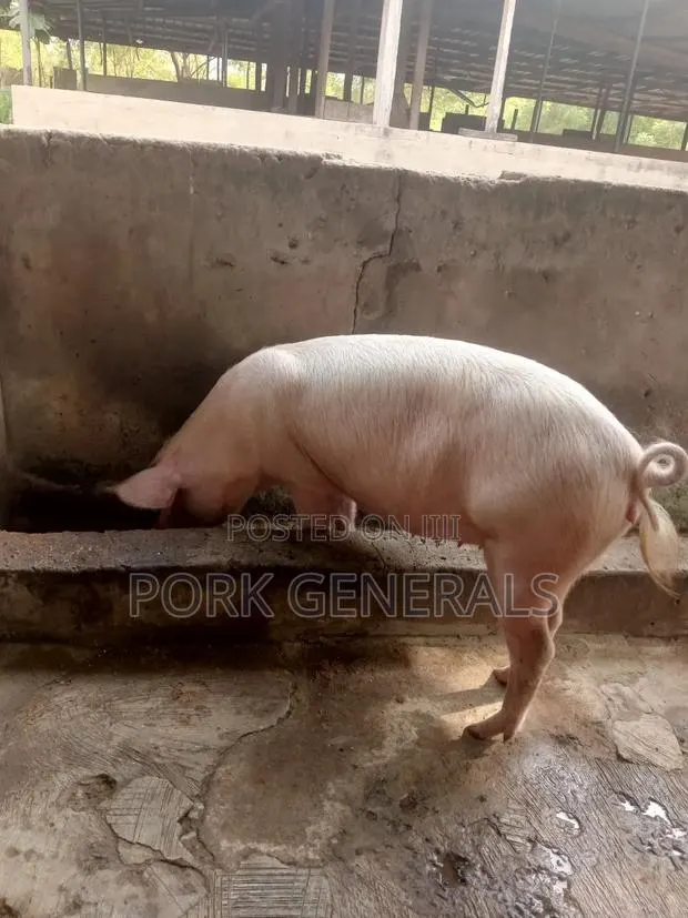 Healthy Fresh Pigs for Sale · Photo 2