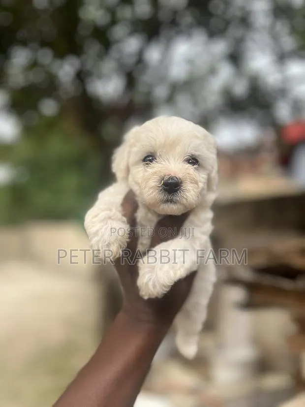 0-1 month Female Purebred Maltese · Photo 1