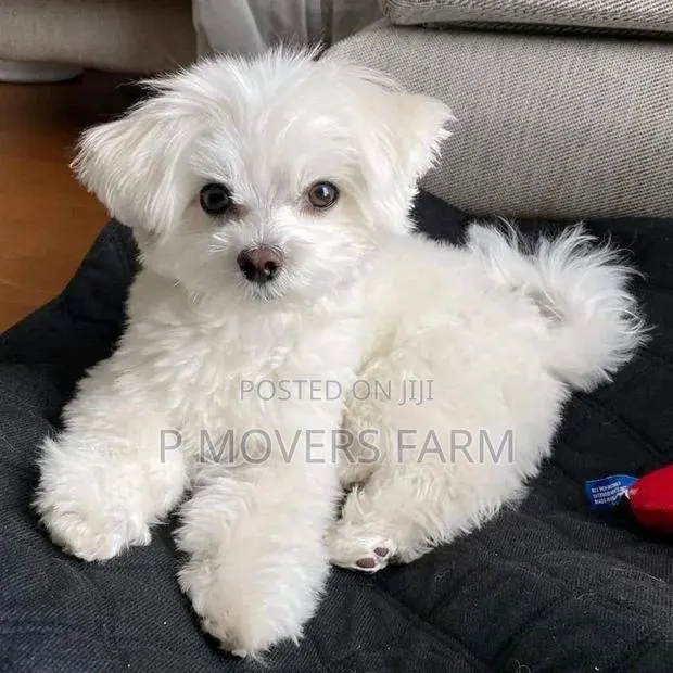 1-3 months Female Purebred Poodle · Photo 1
