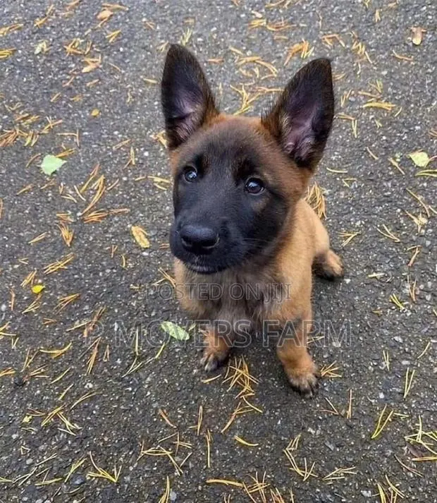 1-3 months Female Purebred Belgian Malinois · Photo 1