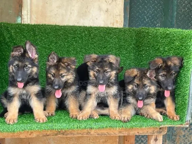 1-3 months Female Purebred German Shepherd · Photo 1