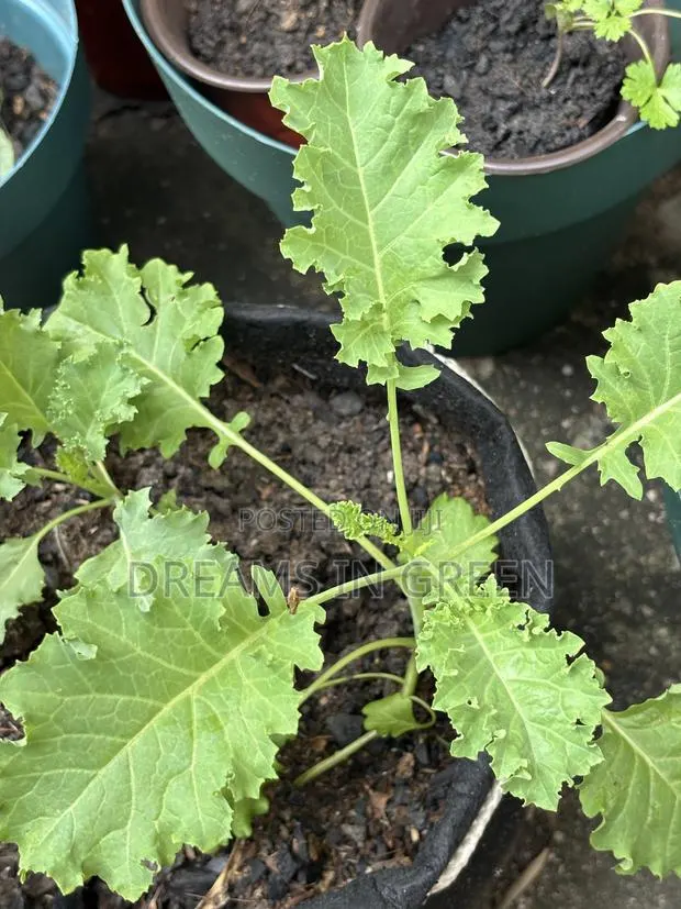 Curly Kale Seedlings · Photo 1