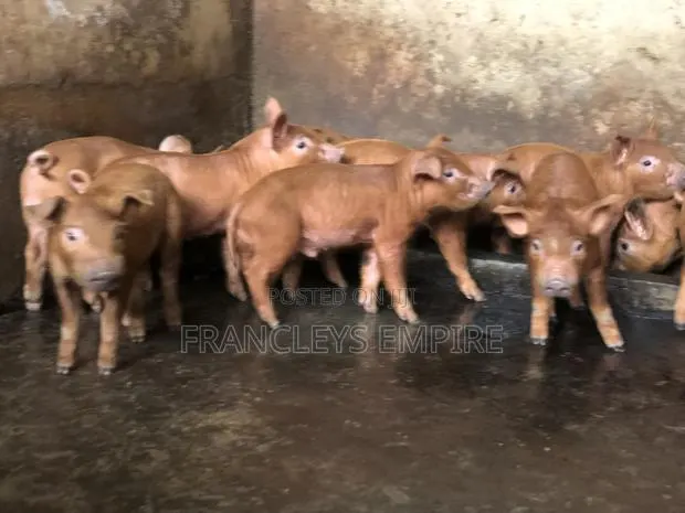 Pure Duroc Piglets for Sale · Photo 1