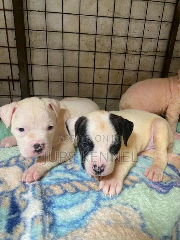 1-3 months Female Purebred American Pit Bull Terrier · Photo 1