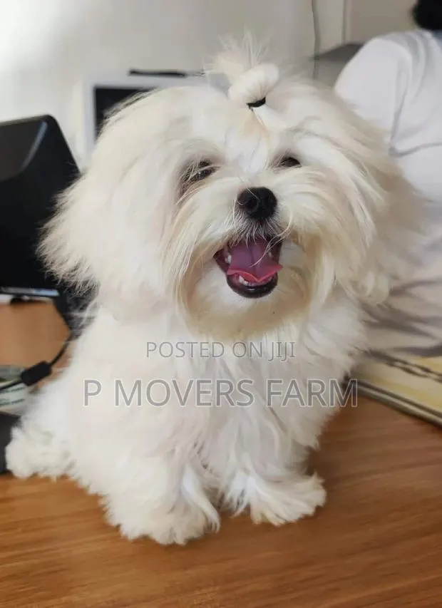 1-3 months Male Purebred Maltese · Photo 1
