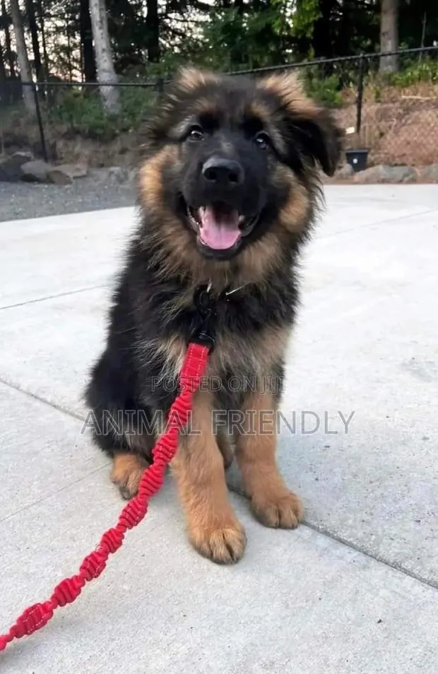 1-3 months Male Purebred German Shepherd · Photo 1