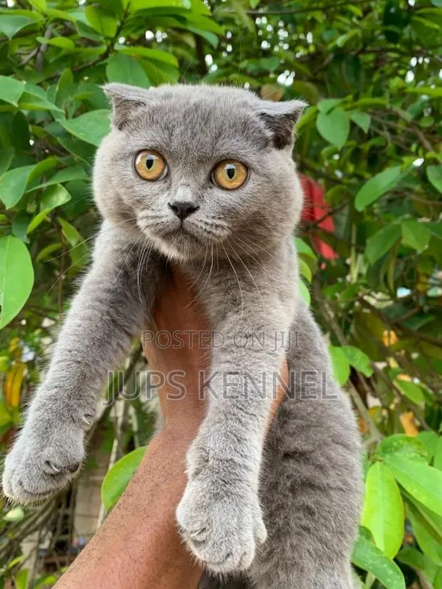 1-3 months Female Purebred Scottish Fold · Photo 1