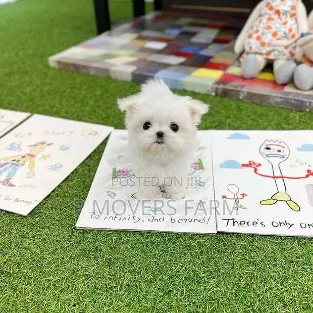1-3 months Male Purebred Lhasa Apso · Photo 1