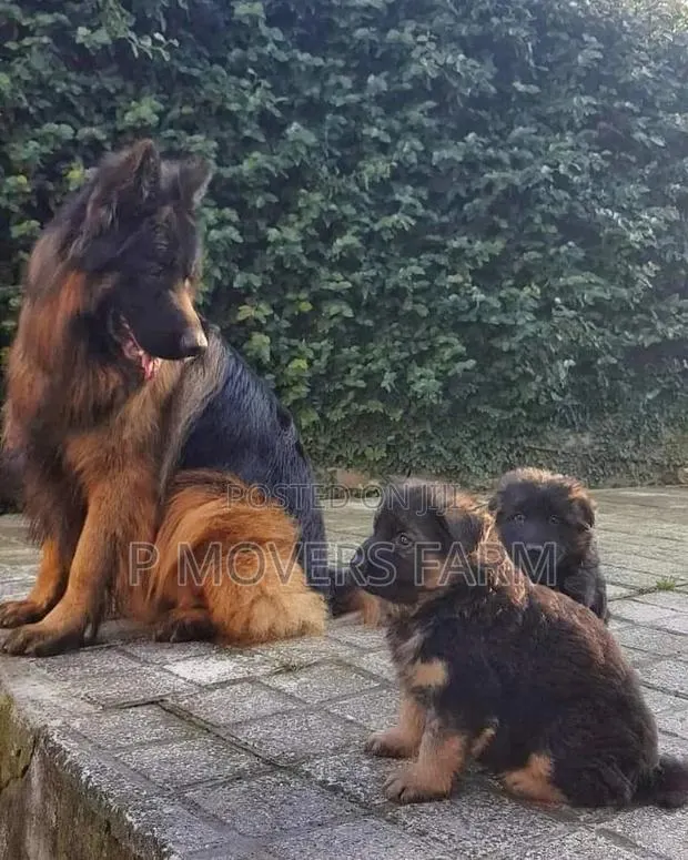 1-3 months Female Purebred German Shepherd · Photo 1