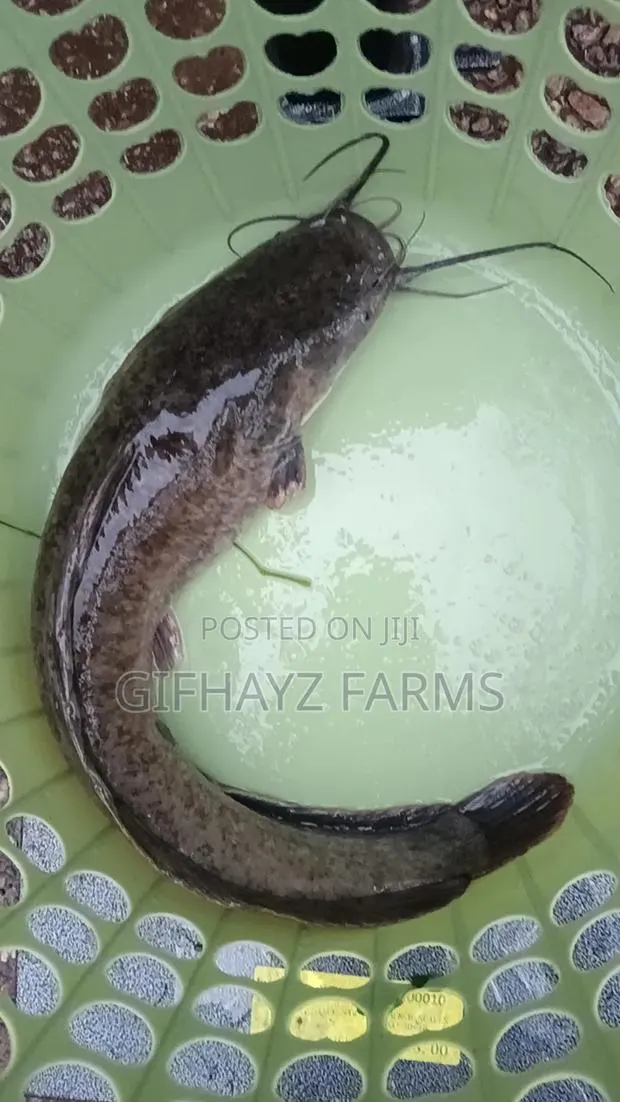 Fresh Catfish · Photo 1