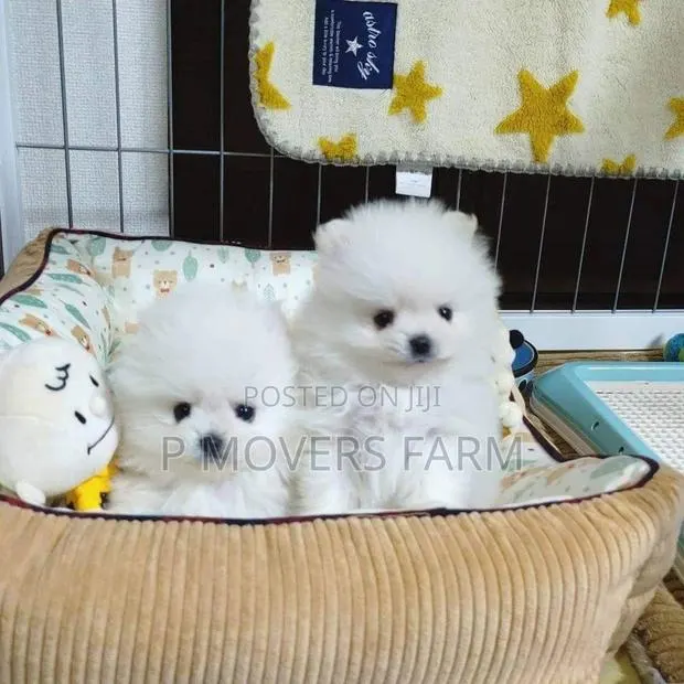 1-3 months Female Purebred Pomeranian · Photo 1