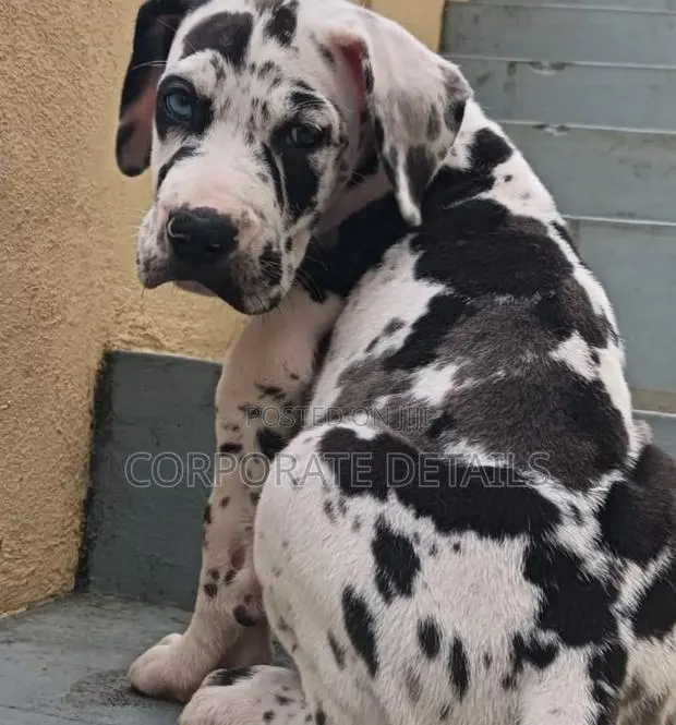 1-3 months Male Purebred Great Dane · Photo 1