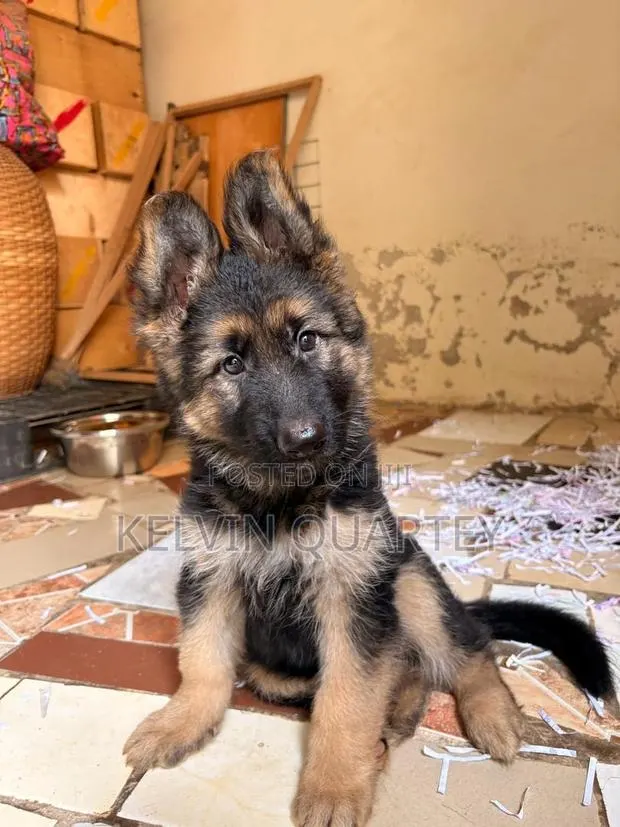1-3 months Female Purebred German Shepherd · Photo 1