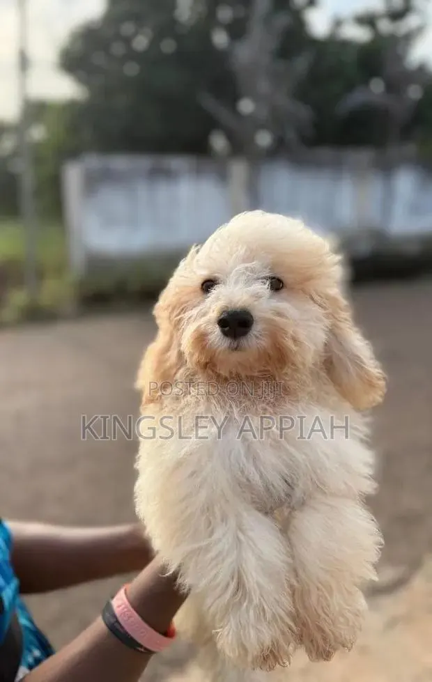 1-3 months Female Purebred Poodle · Photo 1