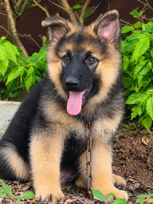 1-3 months Female Purebred German Shepherd · Photo 1