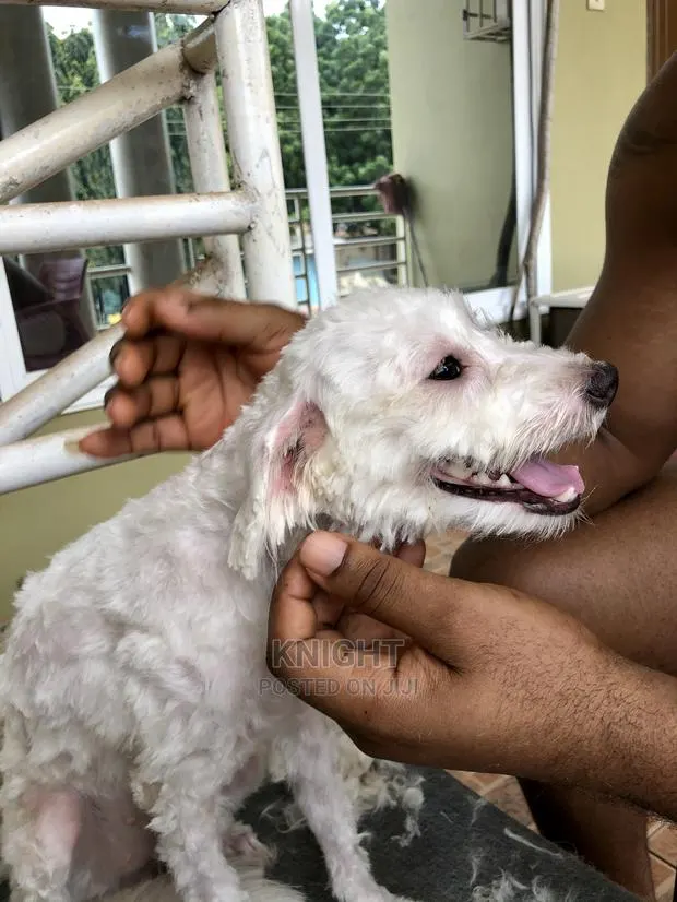 Pet Grooming Service · Photo 1
