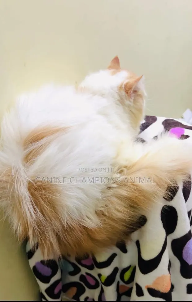 1-3 months Female Purebred Persian · Photo 1