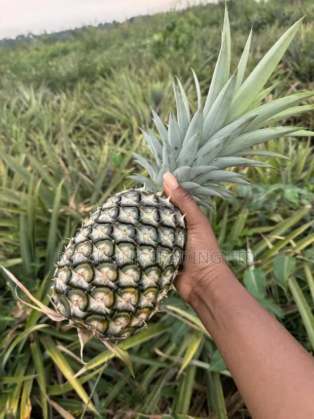 Sugar Loaf Pineapple · Photo 1