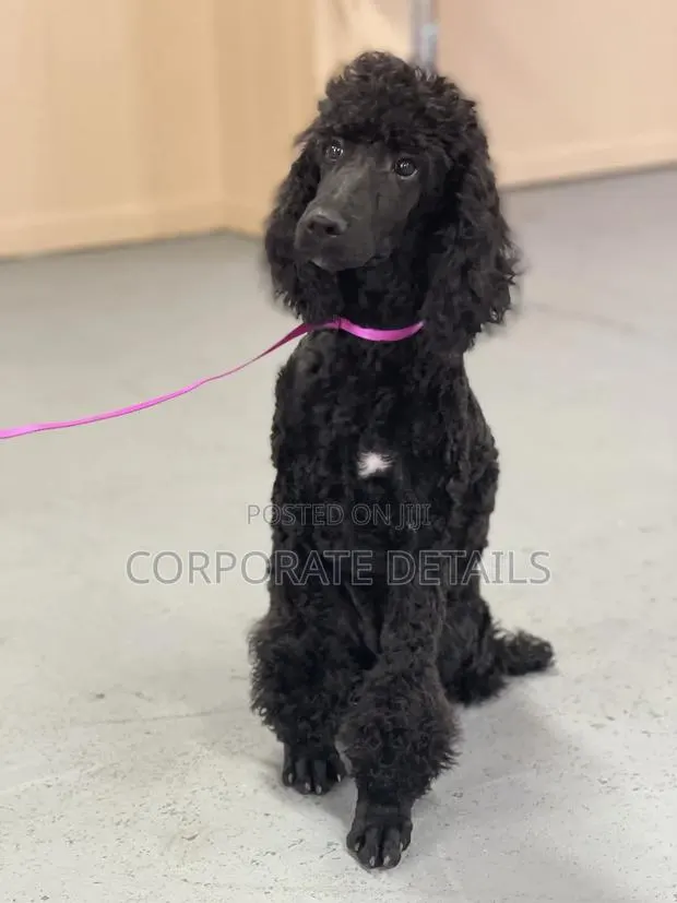 3-6 months Female Purebred Poodle · Photo 1