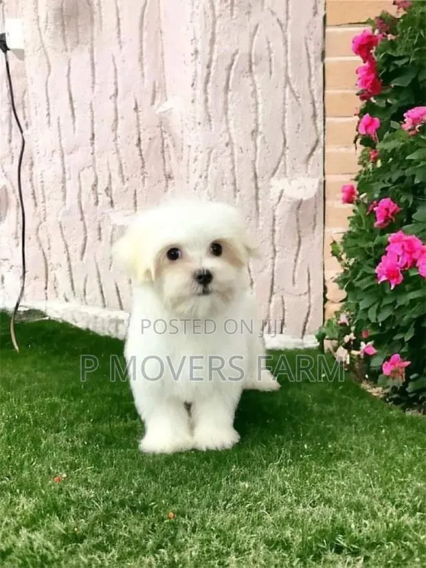 1-3 months Male Purebred Maltese · Photo 1