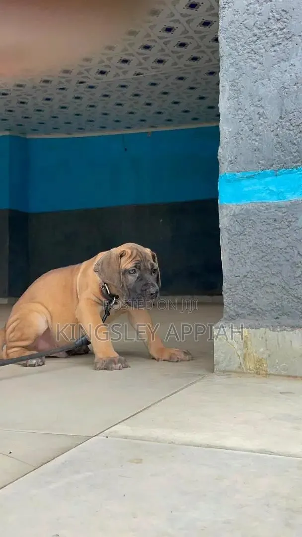 1-3 months Female Purebred Boerboel · Photo 1