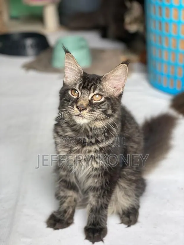 1-3 months Male Purebred Maine Coon · Photo 1