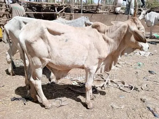 Female Cow's · Photo 1