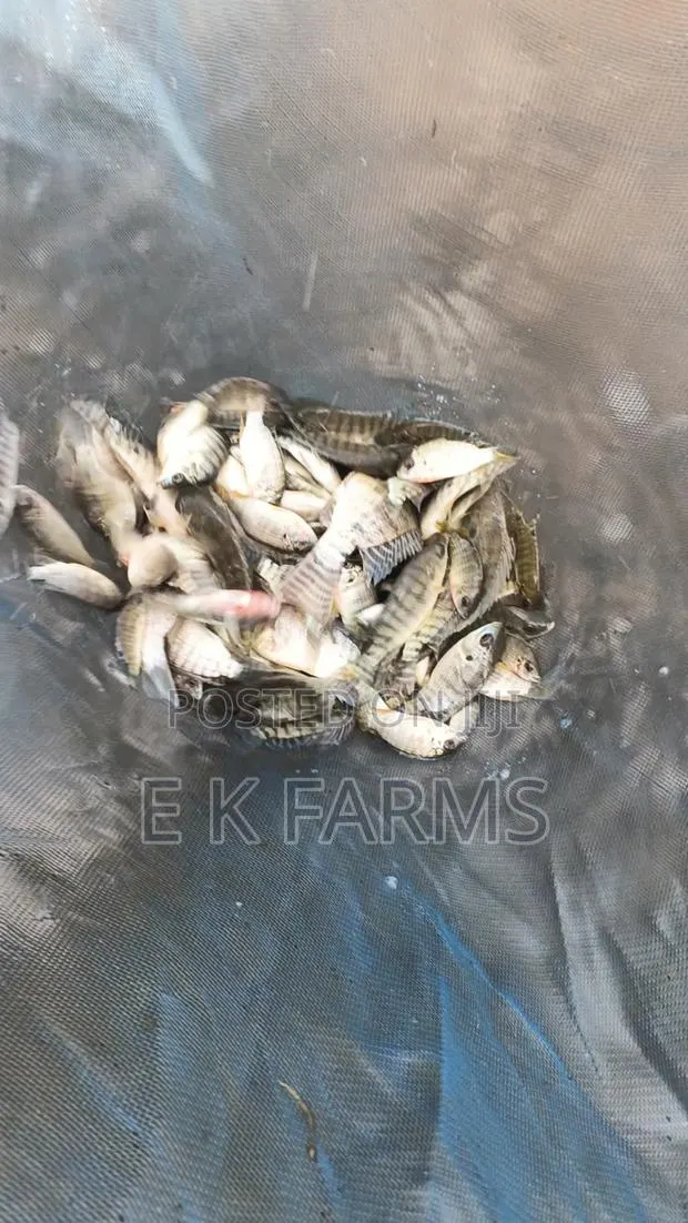 Fast Growing TILAPIA Juveniles Available in Stock · Photo 4