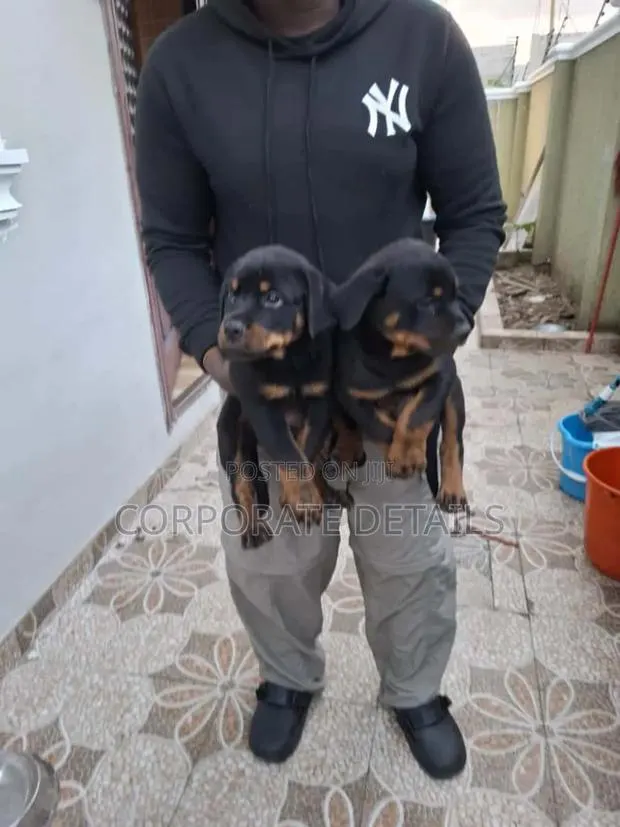 1-3 months Female Purebred Rottweiler · Photo 1