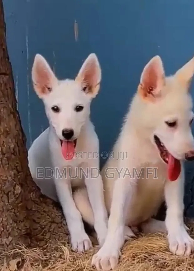 1-3 months Male Purebred White Shepherd · Photo 1