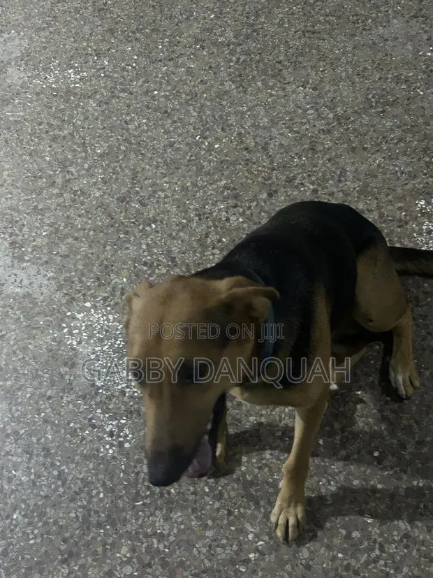 6-12 months Female Purebred German Shepherd · Photo 1