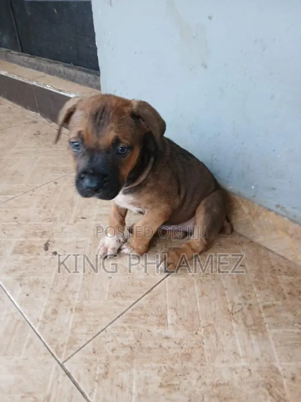 1-3 months Male Mixed Breed Rottweiler · Photo 1