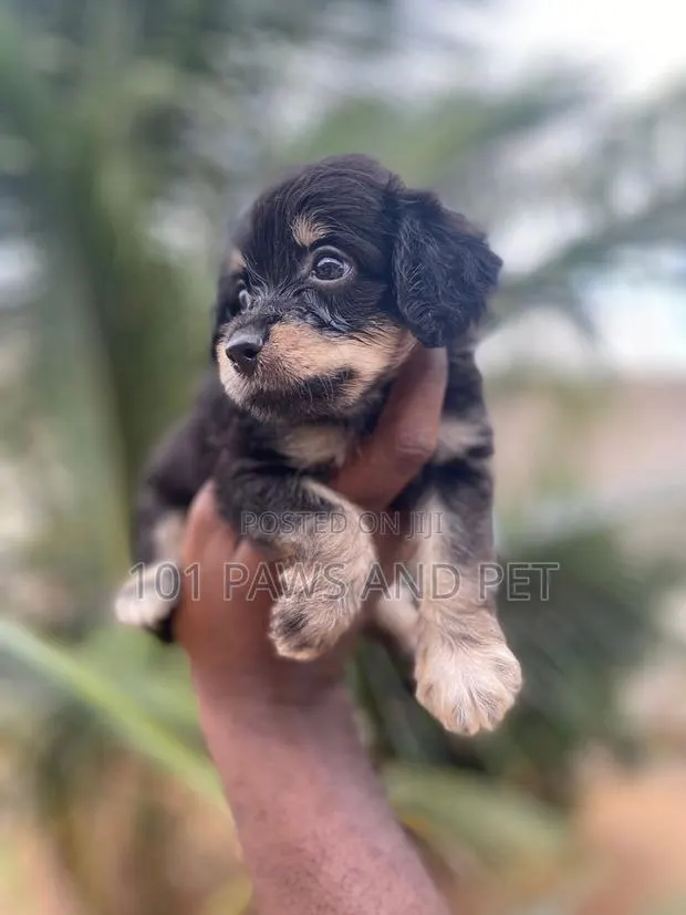 1-3 months Female Purebred Poodle · Photo 1