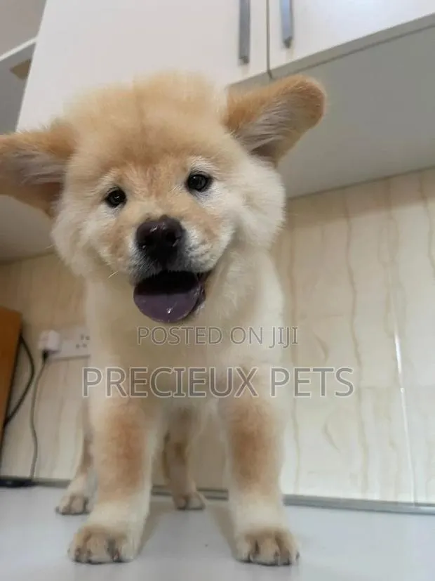 1-3 Months Male Purebred Chow Chow · Photo 1