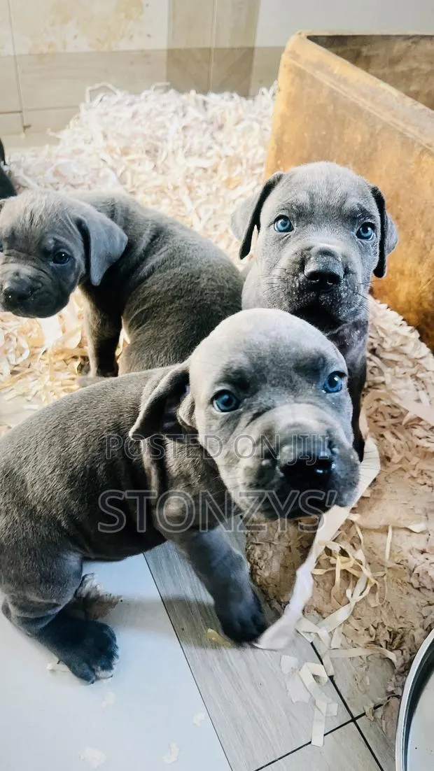 1-3 months Male Purebred Cane Corso · Photo 1