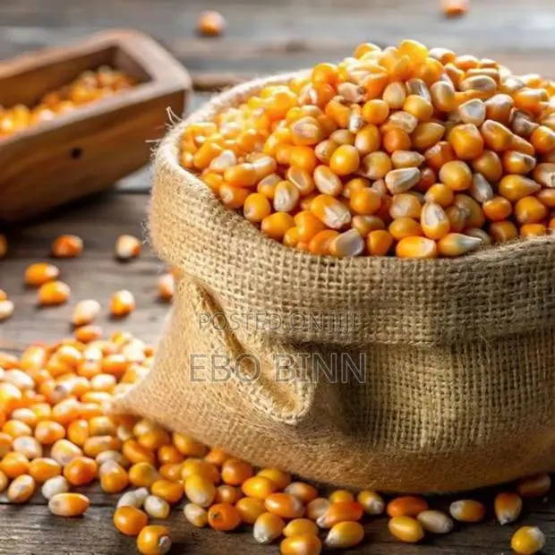 Clean Yellow Maize · Photo 1