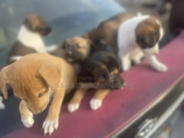 1-3 months Male Mixed Breed Dog · Photo 1
